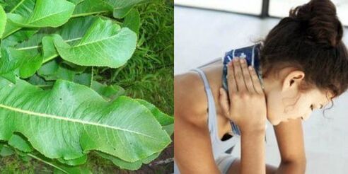 Τα φύλλα του χρένου είναι καλά για τη θεραπεία της οστεοχονδρωσίας.